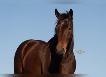 Percheron Mix, Castrone, 5 Anni, 170 cm, Baio ciliegia