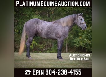 Percheron, Castrone, 5 Anni, 170 cm, Grigio pezzato