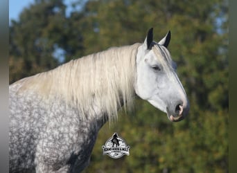 Percheron, Castrone, 5 Anni, 170 cm, Grigio pezzato