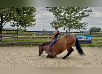 Percheron Mix, Castrone, 5 Anni, 173 cm, Baio ciliegia