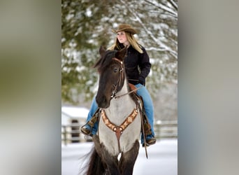 Percheron Mix, Castrone, 5 Anni, 173 cm, Roano blu