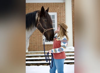 Percheron Mix, Castrone, 5 Anni, 173 cm, Roano blu