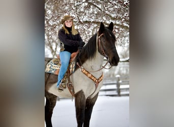 Percheron Mix, Castrone, 5 Anni, 173 cm, Roano blu