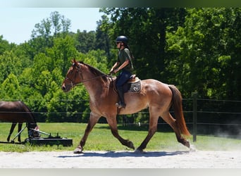 Percheron Mix, Castrone, 5 Anni, 173 cm, Roano rosso