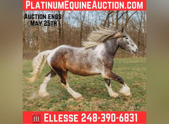 Percheron, Castrone, 5 Anni, 175 cm, Tobiano-tutti i colori