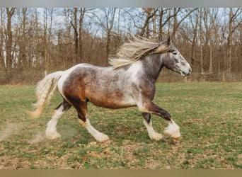 Percheron, Castrone, 5 Anni, 175 cm, Tobiano-tutti i colori