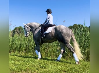Percheron, Castrone, 5 Anni, 183 cm, Grigio