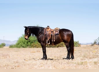 Percheron Mix, Castrone, 5 Anni, Baio