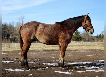 Percheron, Castrone, 5 Anni, Baio roano