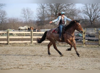 Percheron, Castrone, 5 Anni, Baio roano