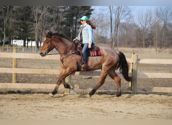 Percheron, Castrone, 5 Anni, Baio roano