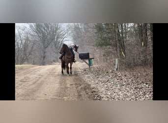 Percheron, Castrone, 5 Anni, Baio roano