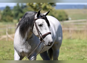 Percheron Mix, Castrone, 5 Anni, Grigio