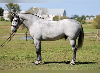 Percheron Mix, Castrone, 5 Anni, Grigio