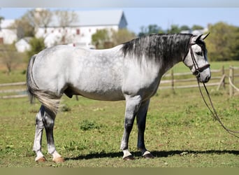 Percheron Mix, Castrone, 5 Anni, Grigio
