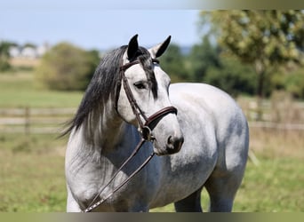 Percheron Mix, Castrone, 5 Anni, Grigio
