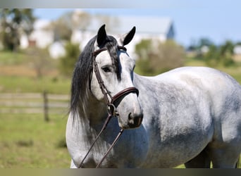 Percheron Mix, Castrone, 5 Anni, Grigio