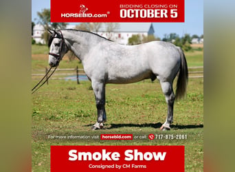 Percheron Mix, Castrone, 5 Anni, Grigio