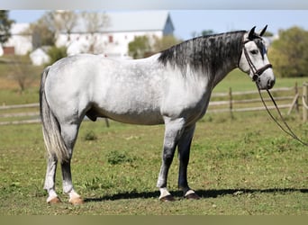 Percheron Mix, Castrone, 5 Anni, Grigio