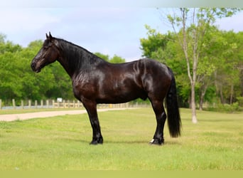 Percheron, Castrone, 5 Anni, Morello