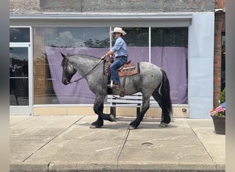 Percheron Mix, Castrone, 5 Anni, Roano blu