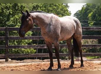 Percheron Mix, Castrone, 5 Anni, Roano blu