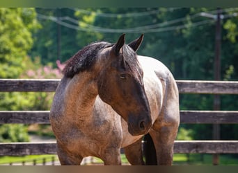 Percheron Mix, Castrone, 5 Anni, Roano blu