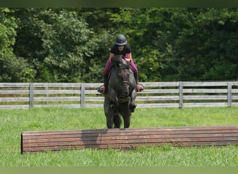 Percheron Mix, Castrone, 5 Anni, Roano blu