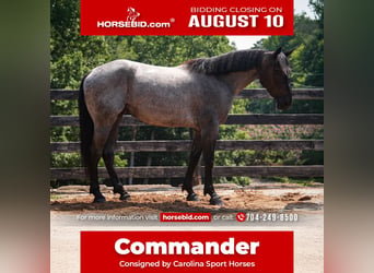 Percheron Mix, Castrone, 5 Anni, Roano blu