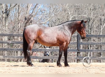 Percheron Mix, Castrone, 6 Anni, 155 cm, Baio roano