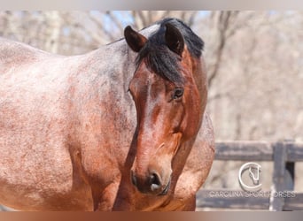 Percheron Mix, Castrone, 6 Anni, 155 cm, Baio roano
