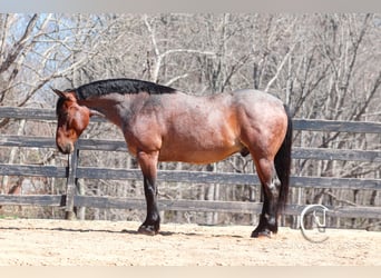Percheron Mix, Castrone, 6 Anni, 155 cm, Baio roano