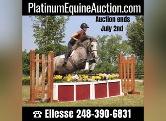 Percheron, Castrone, 6 Anni, 160 cm, Grigio pezzato