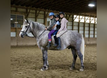Percheron, Castrone, 6 Anni, 160 cm, Grigio pezzato