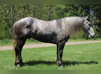 Percheron, Castrone, 6 Anni, 160 cm, Grigio pezzato