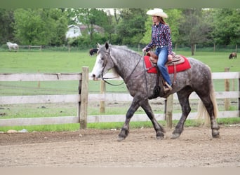 Percheron, Castrone, 6 Anni, 160 cm, Grigio pezzato