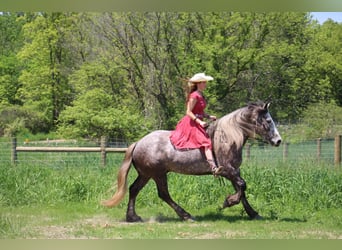 Percheron, Castrone, 6 Anni, 160 cm, Grigio pezzato
