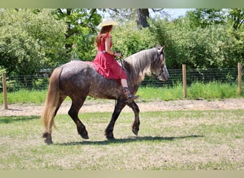 Percheron, Castrone, 6 Anni, 160 cm, Grigio pezzato