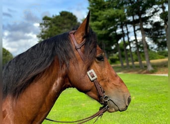 Percheron, Castrone, 6 Anni, 163 cm, Baio ciliegia