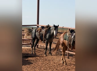 Percheron Mix, Castrone, 6 Anni, 163 cm, Roano blu