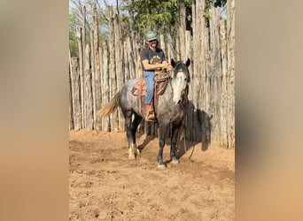Percheron Mix, Castrone, 6 Anni, 163 cm, Roano blu
