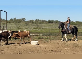 Percheron, Castrone, 6 Anni, 163 cm, Tobiano-tutti i colori