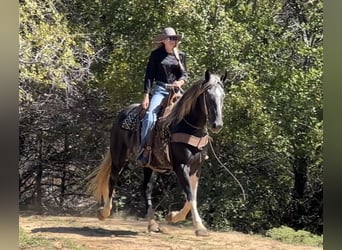 Percheron, Castrone, 6 Anni, 163 cm, Tobiano-tutti i colori