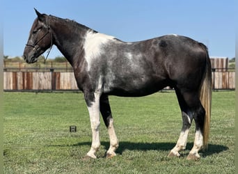Percheron, Castrone, 6 Anni, 163 cm, Tobiano-tutti i colori