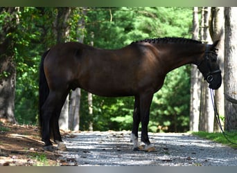 Percheron Mix, Castrone, 6 Anni, 165 cm, Baio scuro