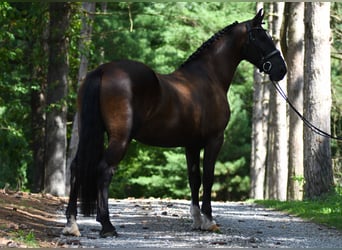 Percheron Mix, Castrone, 6 Anni, 165 cm, Baio scuro