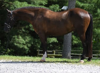 Percheron Mix, Castrone, 6 Anni, 165 cm, Baio scuro