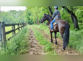 Percheron Mix, Castrone, 6 Anni, 165 cm, Morello