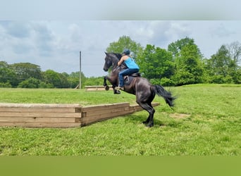 Percheron Mix, Castrone, 6 Anni, 165 cm, Morello