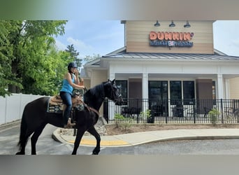 Percheron Mix, Castrone, 6 Anni, 165 cm, Morello